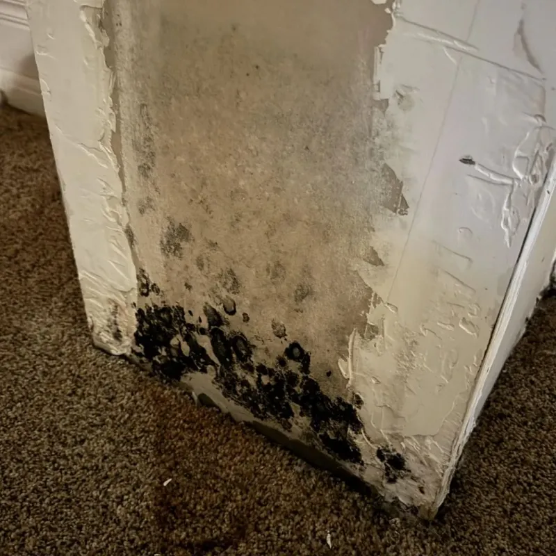 Professional Mold Removal in Dunsmuir, CA